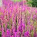 Salvia Pink Flowering Plants