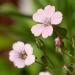 Soapwort Pink Flowers