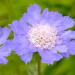 Scabiosa Blue Flowers