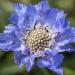 Bee On Scabiosa Blue Flowers