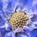 Scabiosa Caucasica Perfection Blue Flowers