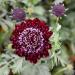Annual Scabiosa Red Flowers