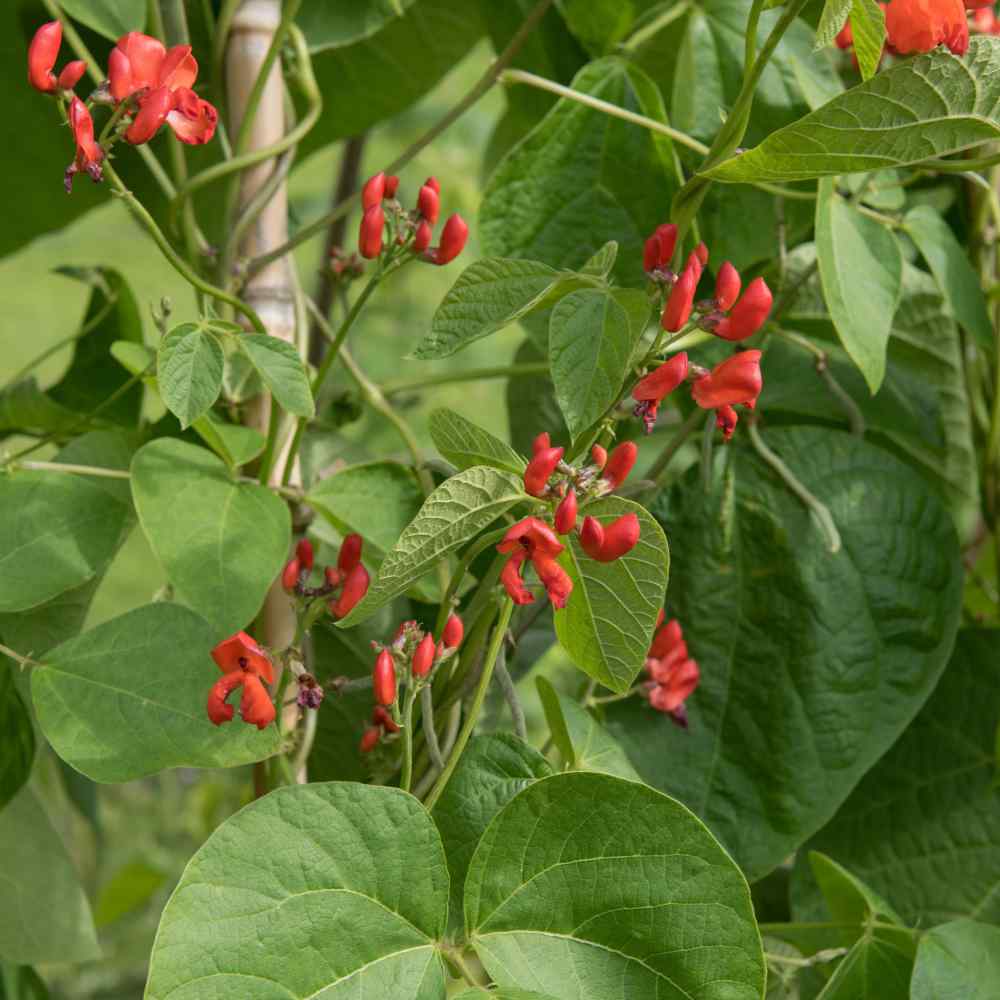 Scarlet Runner Beans Seeds Phaseolus Coccineus Flower Seed