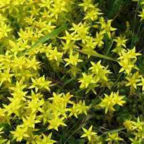 Sedum Acre Groundcover Seed