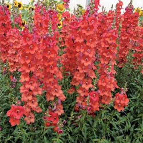 Snapdragon Orange Wonder