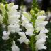 Annual Snapdragon White Flowers