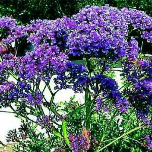 Statice Seeds Blue Statice Flower Seed