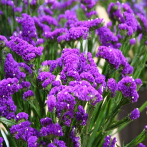 Statice Seed Purple Limonium Flower Seeds