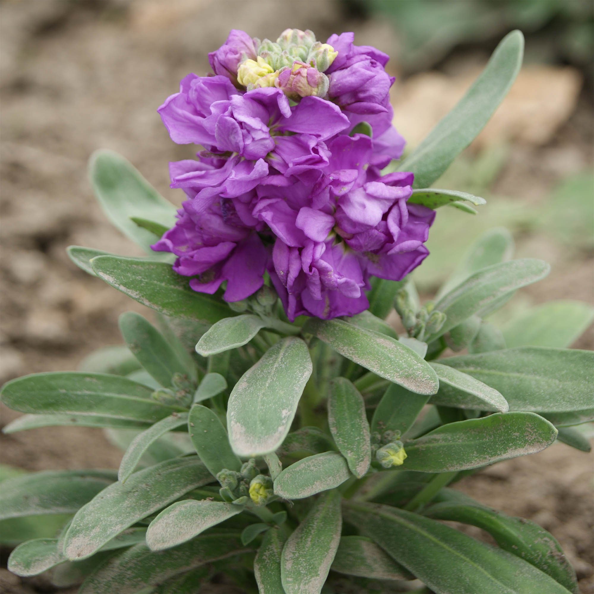 Stock Seed Matthiola Incana Flower Seeds
