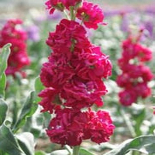 Stock Seed Crimson Stock Flower Seeds