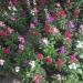 Stock Flower Seed Mix