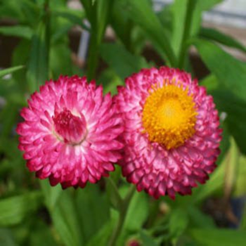 Helichrysum Bracteatum Rose