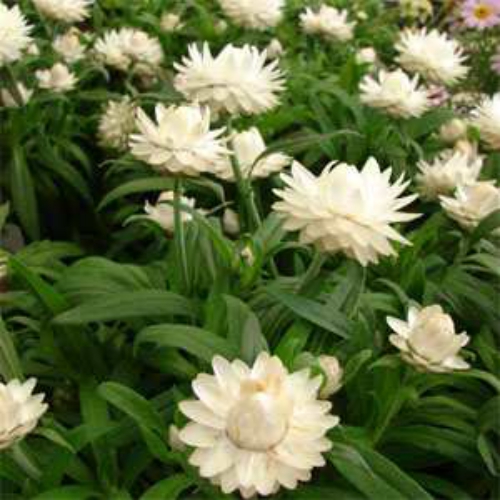 Helichrysum Bracteatum White