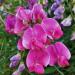 Sweet Pea Rose-pink Flowering Vines