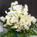 Perennial Sweet Pea Vine White Flowers