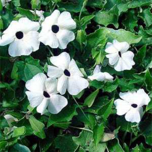 Thunbergia Alata White
