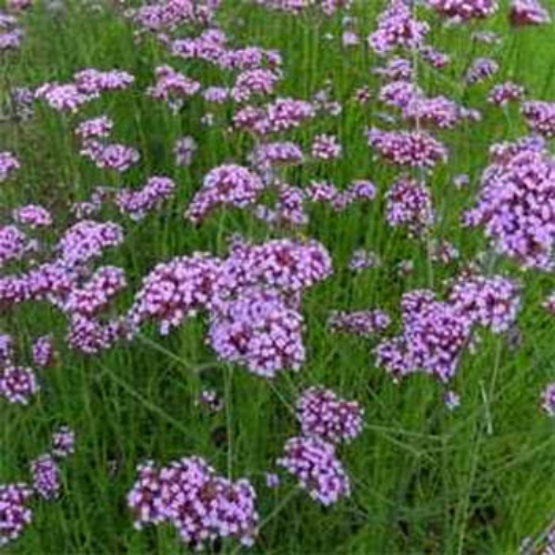 Verbena Seed Purpletop Vervain Flower Seeds