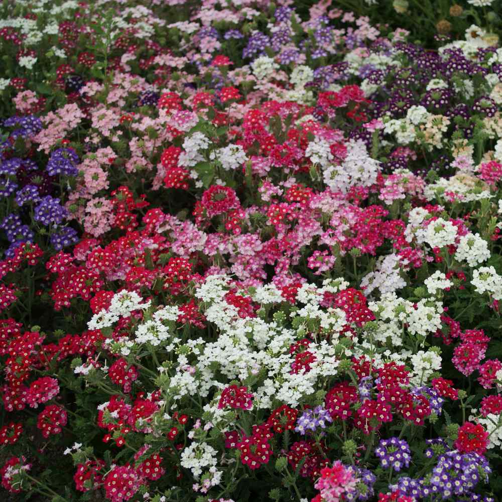 Verbena Florist Flower Mix