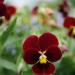 Viola Cornuta Large Arkwright Ruby Flowers
