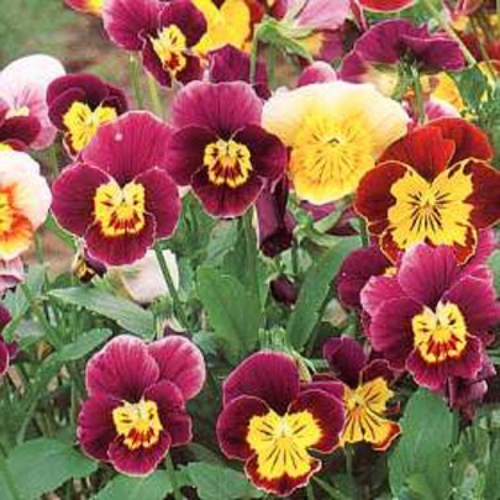 Viola Seeds Viola Bambini Mix Flower Seeds