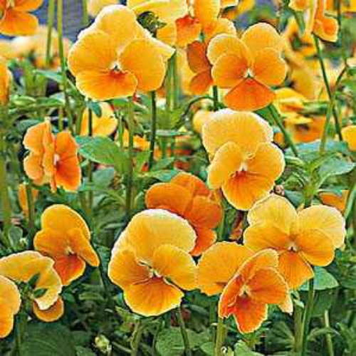 Viola Seeds Viola Chantreyland Flower Seed