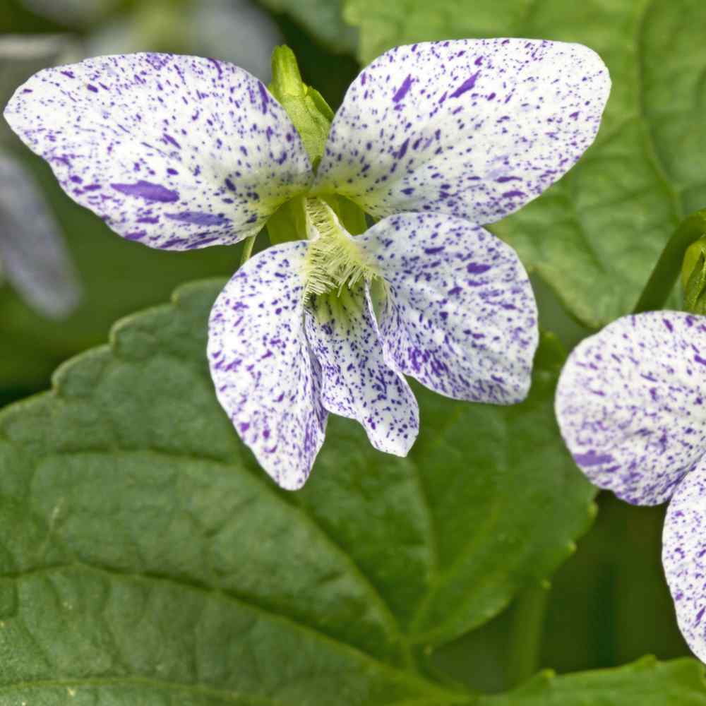 Viola Freckles - Spotted Viola Flowers From Seeds