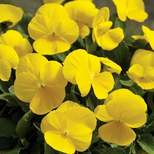 Yellow Flower Picture on Pansy Seeds   Yellow Pansy Flower Seed