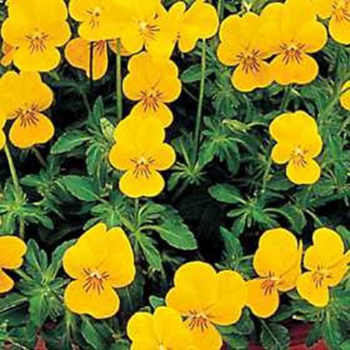 Viola Seed Viola Yellow Perfection Flower Seeds