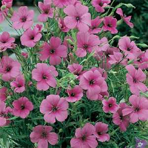 Viscaria Rose Angel