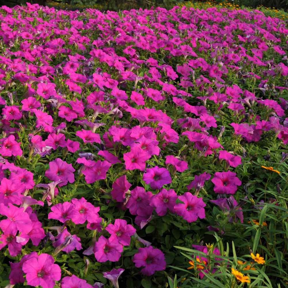 Easy Wave Spreading Petunia Neon Rose Flower Seeds