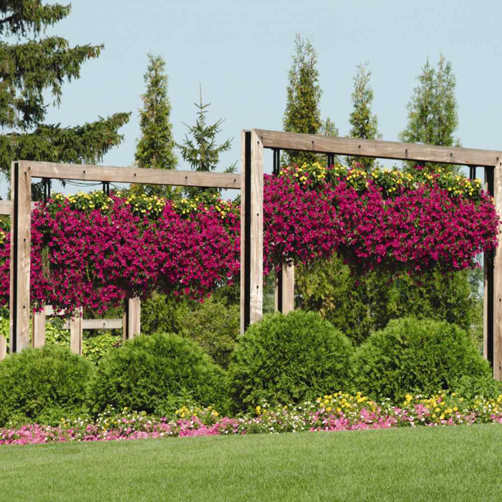 Purple Classic Wave Petunias Only Grow 5 7 Inches Tall