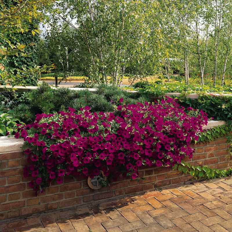 Purple Classic Wave Petunias Only Grow 5 7 Inches Tall