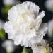 Carnation White Flowing Plants