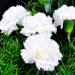 Dianthus Caryophyllus Grenadin White Flowers