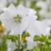 White Musk Mallow Flowers