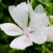 White Hollyhock Flowers
