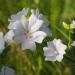 White Malva Hollyhock Flower Seed