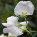 Lathyrus Latifolius Pearl White Flowers