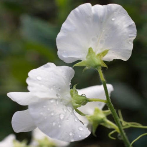 Perennial Sweet Pea White