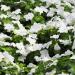 Vinca White Dwarf Plants