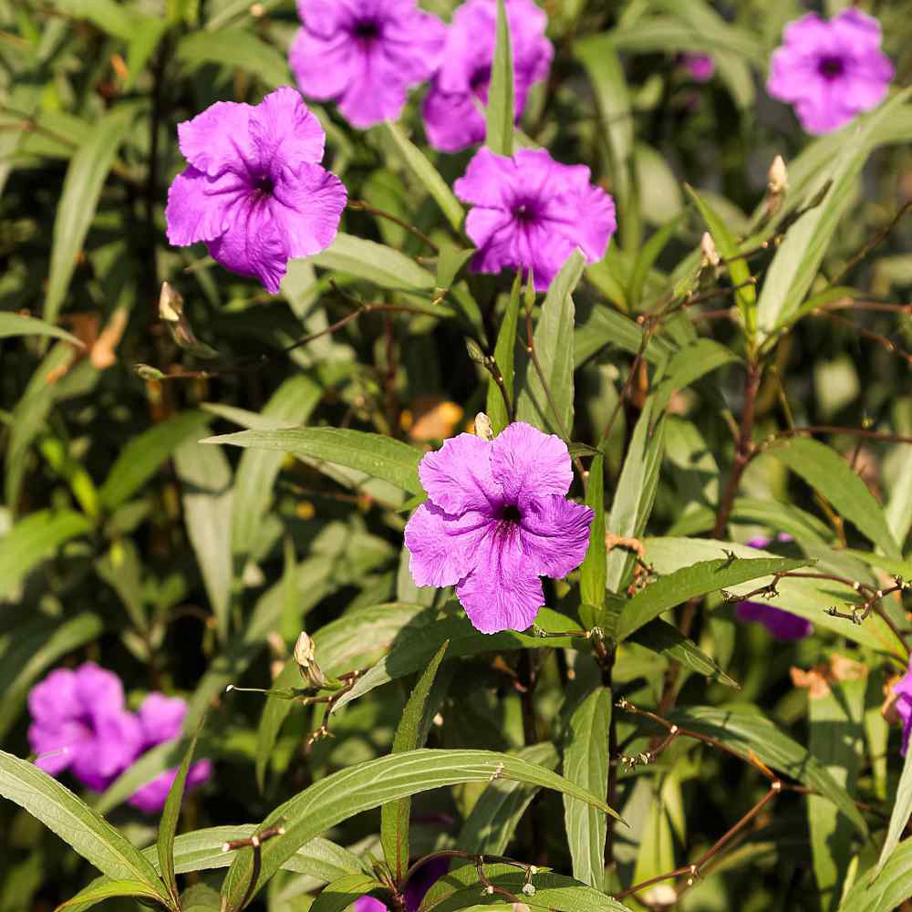 Petunia Violacea