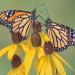 Butterfly On Yellow Coneflower