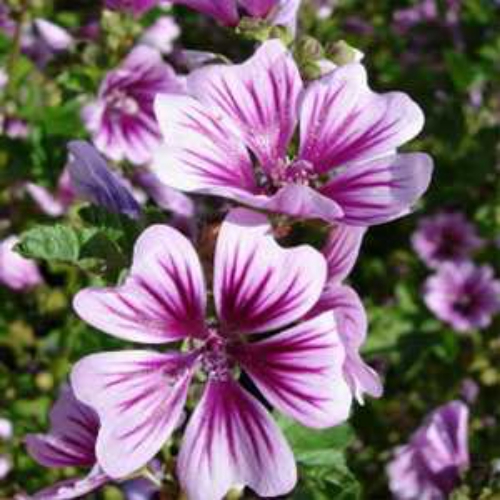 Malva Zebrina