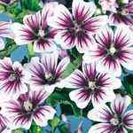 Zebrina Hollyhock
