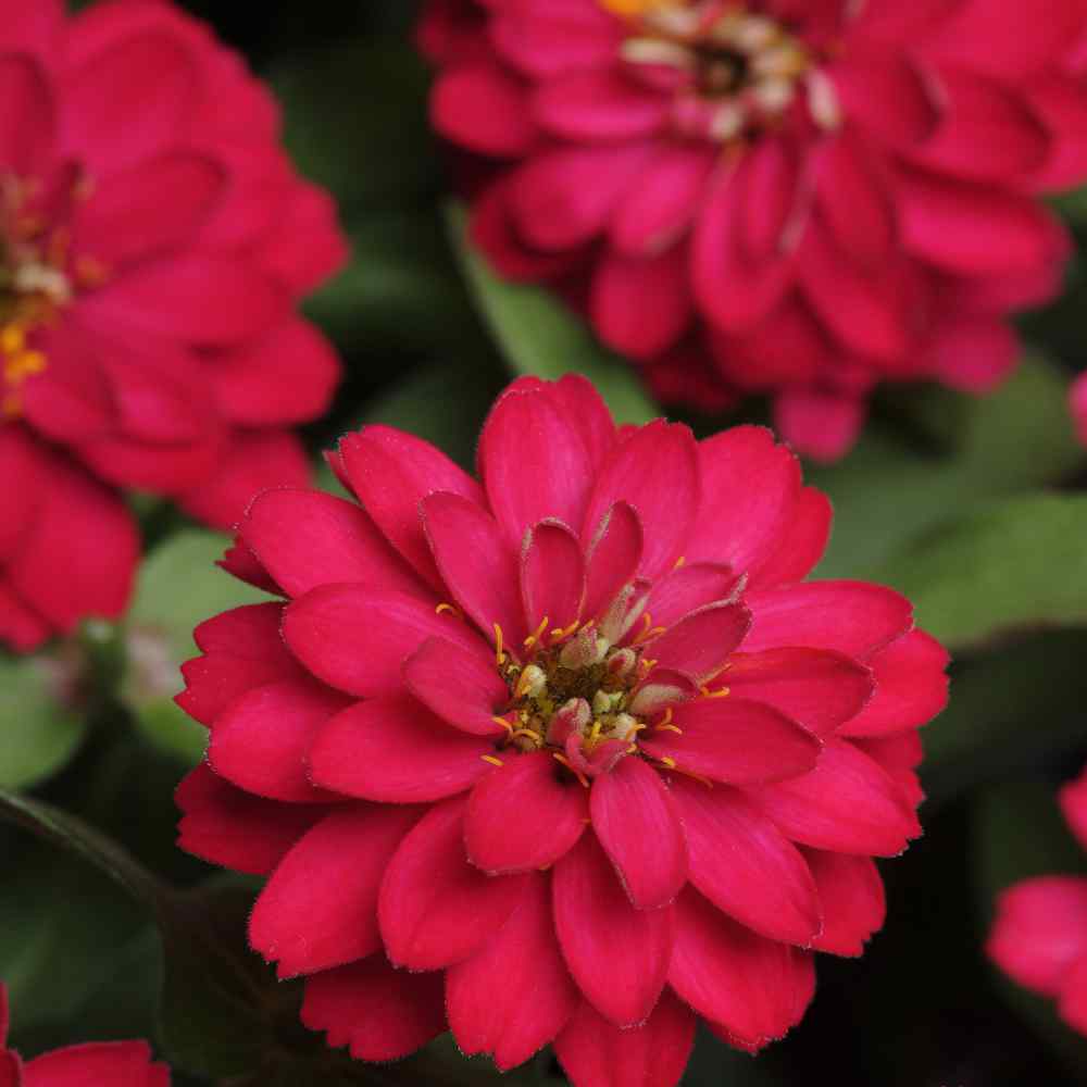 Zinnia Seed Cherry Queen Zinnia Flower Seeds