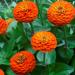 Zinnia Elegans Lilliput Orange Flowers