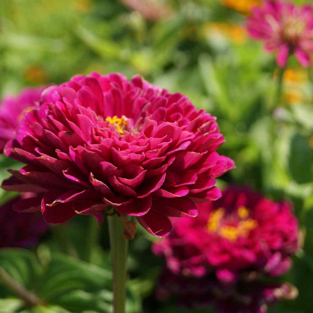 Purple Zinnia Seeds Zinnia Elegans Purple Prince Flower Seed