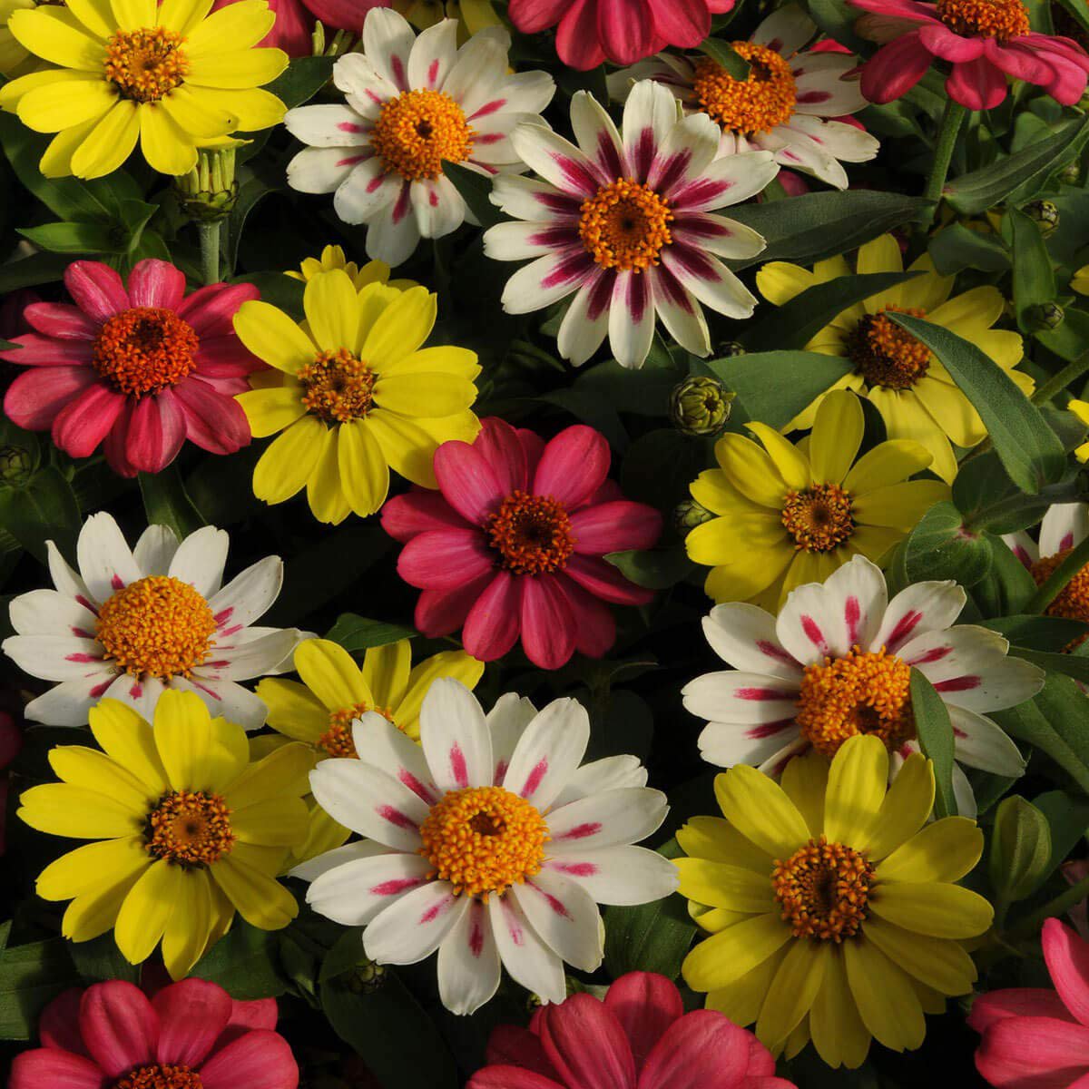 Zinnia Raspberry Lemonade Flower Seed Mix