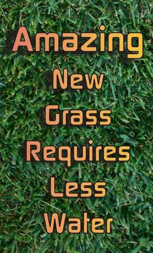 Armadillo Kentucky Bluegrass