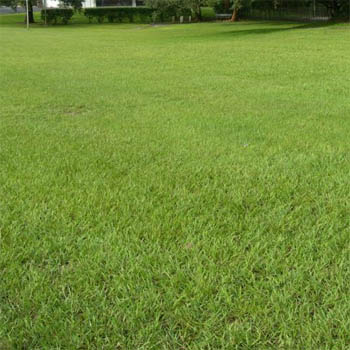 bahia grass simulacrum